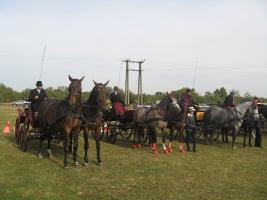 Lovasnap 2012