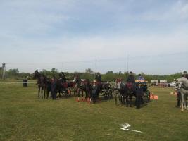 Lovasnap 2012