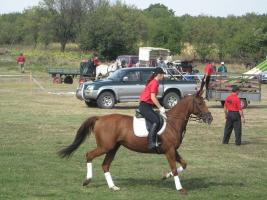 Lovasnap 2012