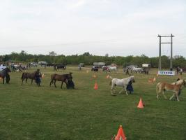 Lovasnap 2012