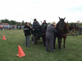 Lovasnap 2012