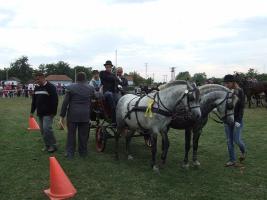 Lovasnap 2012