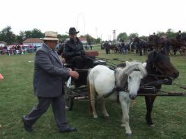 Lovasnap 2012