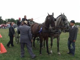 Lovasnap 2012