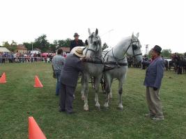 Lovasnap 2012