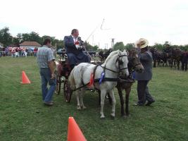 Lovasnap 2012