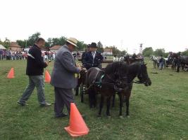 Lovasnap 2012