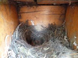 Hagyományőrző Tábor 2013