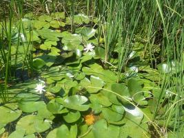 Hagyományőrző Tábor 2013