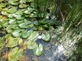 Pásztorok útja tábor 2013