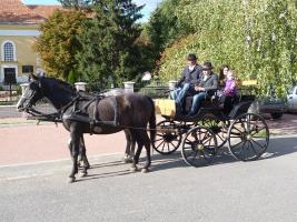 Szüreti felvonulás 2013