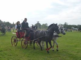 Lovasnap 2014