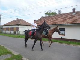 Szüreti felvonulás 2014