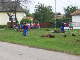 Szüreti felvonulás 2014
