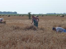 Aratónap 2015