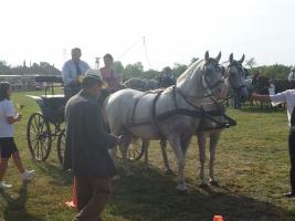 Lovasnap 2015