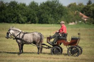 XV. Biharnagybajomi Lovasnap - 2018. július 15. (foto: Jenei Boldizsár)