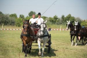 XV. Biharnagybajomi Lovasnap - 2018. július 15. (foto: Jenei Boldizsár)