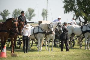 XV. Biharnagybajomi Lovasnap - 2018. július 15. (foto: Jenei Boldizsár)