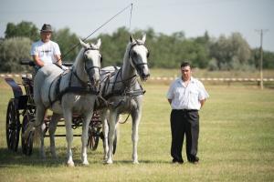 XV. Biharnagybajomi Lovasnap - 2018. július 15. (foto: Jenei Boldizsár)