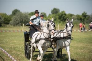 XV. Biharnagybajomi Lovasnap - 2018. július 15. (foto: Jenei Boldizsár)
