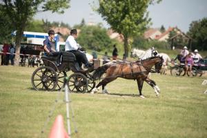 XV. Biharnagybajomi Lovasnap - 2018. július 15. (foto: Jenei Boldizsár)