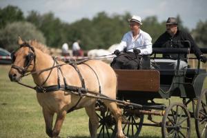 XV. Biharnagybajomi Lovasnap - 2018. július 15. (foto: Jenei Boldizsár)