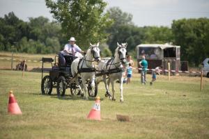 XV. Biharnagybajomi Lovasnap - 2018. július 15. (foto: Jenei Boldizsár)