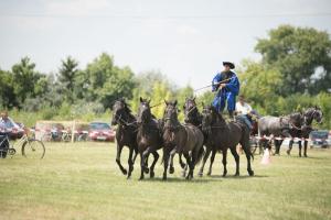 XV. Biharnagybajomi Lovasnap - 2018. július 15. (foto: Jenei Boldizsár)