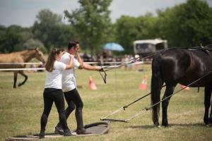 XV. Biharnagybajomi Lovasnap - 2018. július 15. (foto: Jenei Boldizsár)