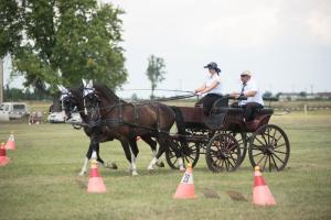 XV. Biharnagybajomi Lovasnap - 2018. július 15. (foto: Jenei Boldizsár)