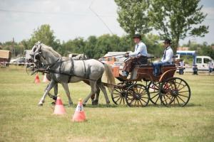 XV. Biharnagybajomi Lovasnap - 2018. július 15. (foto: Jenei Boldizsár)