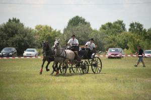 XV. Biharnagybajomi Lovasnap - 2018. július 15. (foto: Jenei Boldizsár)