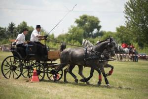 XV. Biharnagybajomi Lovasnap - 2018. július 15. (foto: Jenei Boldizsár)
