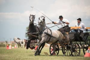 XV. Biharnagybajomi Lovasnap - 2018. július 15. (foto: Jenei Boldizsár)