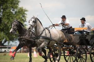 XV. Biharnagybajomi Lovasnap - 2018. július 15. (foto: Jenei Boldizsár)