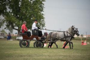 XV. Biharnagybajomi Lovasnap - 2018. július 15. (foto: Jenei Boldizsár)