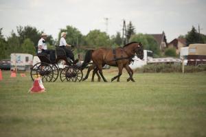 XV. Biharnagybajomi Lovasnap - 2018. július 15. (foto: Jenei Boldizsár)