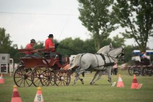 XV. Biharnagybajomi Lovasnap - 2018. július 15. (foto: Jenei Boldizsár)
