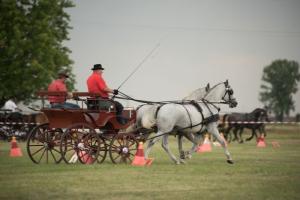 XV. Biharnagybajomi Lovasnap - 2018. július 15. (foto: Jenei Boldizsár)