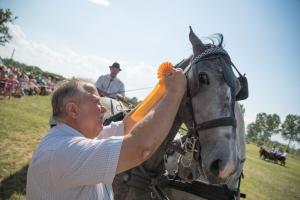 XV. Biharnagybajomi Lovasnap - 2018. július 15. (foto: Jenei Boldizsár)