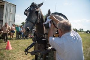 XV. Biharnagybajomi Lovasnap - 2018. július 15. (foto: Jenei Boldizsár)