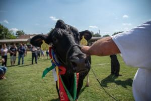 Biharnagybajom Napja (foto. Jenei Boldizsár) - 2019. 07. 06.