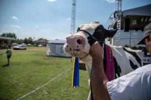 Biharnagybajom Napja (foto. Jenei Boldizsár) - 2019. 07. 06.