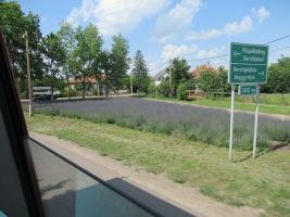 Családi nap Óvoda - 2019. június 7.
