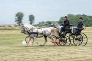 Lovasnap 2019. (foto: Jenei Boldizsár) - 2019. 07. 07.