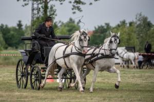 Lovasnap 2019. (foto: Jenei Boldizsár) - 2019. 07. 07.