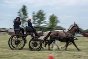Lovasnap 2019. (foto: Jenei Boldizsár) - 2019. 07. 07.