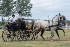 Lovasnap 2019. (foto: Jenei Boldizsár) - 2019. 07. 07.