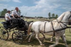 Lovasnap 2019. (foto: Jenei Boldizsár) - 2019. 07. 07.